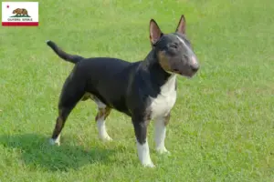Read more about the article Miniature Bull Terrier breeders and puppies in California