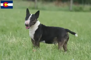 Read more about the article Miniature Bull Terrier breeders and puppies in Colorado
