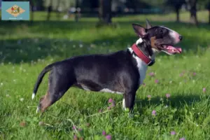 Read more about the article Miniature Bull Terrier breeders and puppies in Delaware