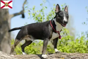 Read more about the article Miniature Bull Terrier breeders and puppies in Florida