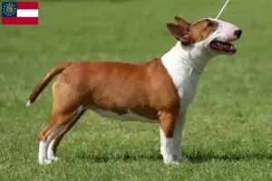 Read more about the article Miniature Bull Terrier breeders and puppies in Georgia