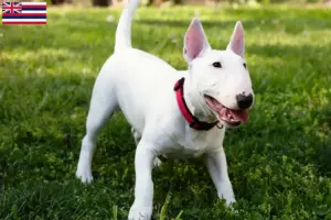 Read more about the article Miniature Bull Terrier breeders and puppies in Hawaii
