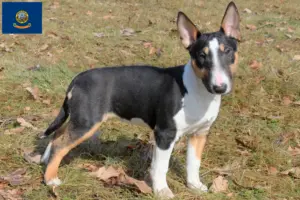 Read more about the article Miniature Bull Terrier breeders and puppies in Idaho