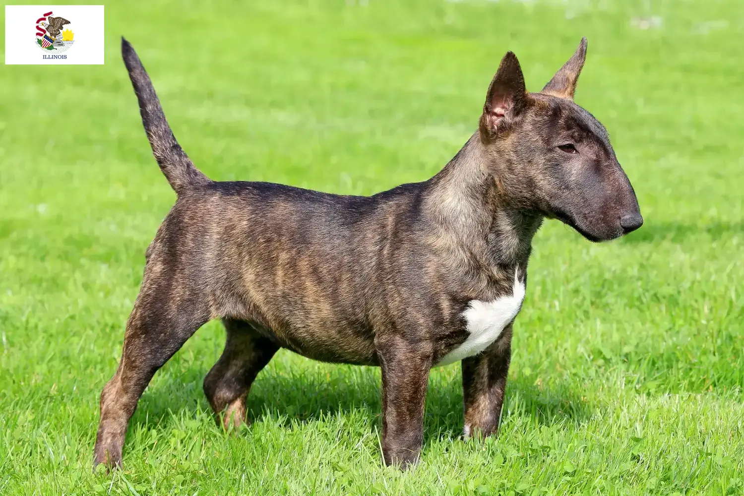 Miniature Bull Terrier puppies and breeders Illinois Find Miniature Bull Terrier breeders in Illinois.