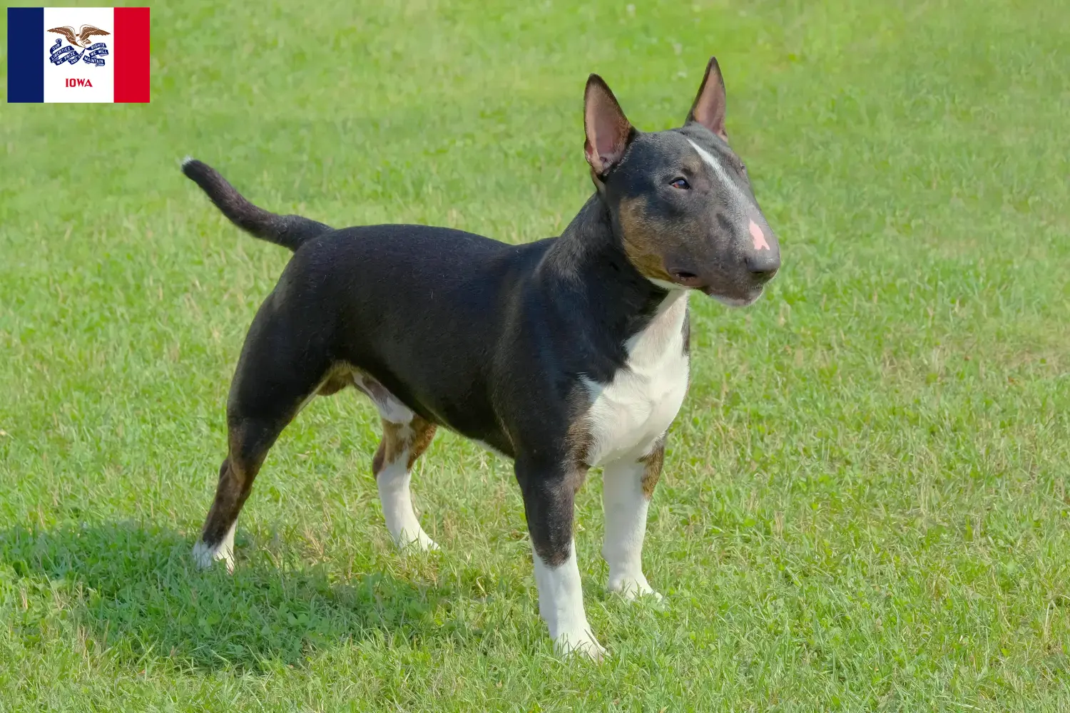 Miniature Bull Terrier puppies and breeders Iowa Find Miniature Bull Terrier breeders in Iowa.