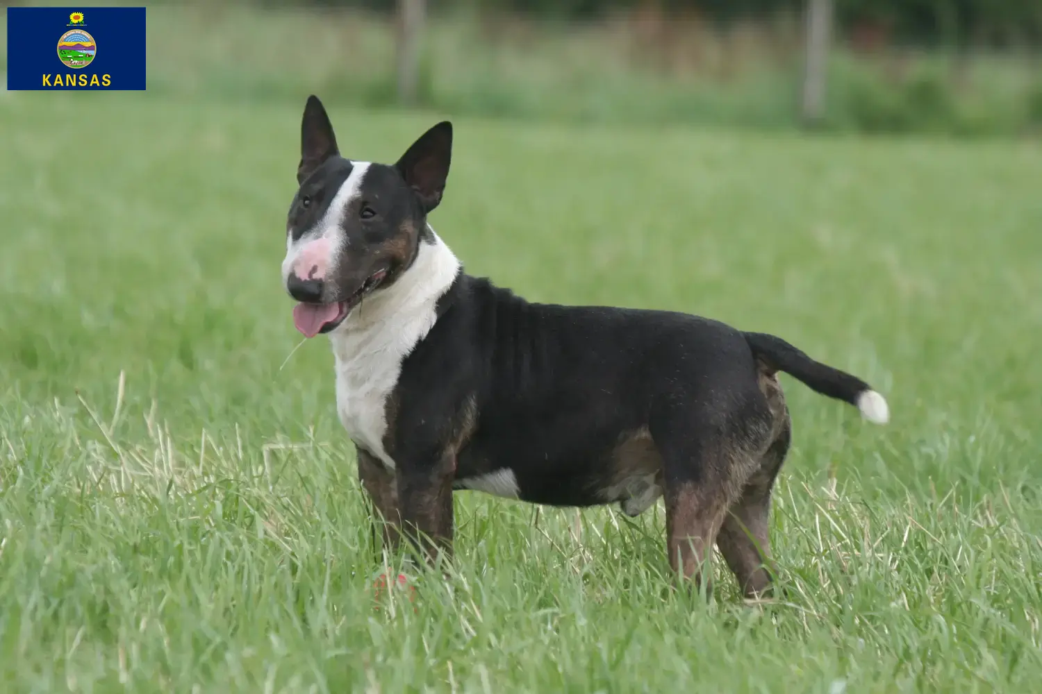 Read more about the article Miniature Bull Terrier breeders and puppies in Kansas