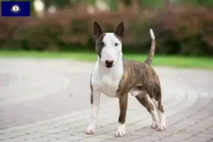 Read more about the article Miniature Bull Terrier breeders and puppies in Kentucky