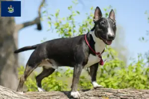 Read more about the article Miniature Bull Terrier breeders and puppies in Maine