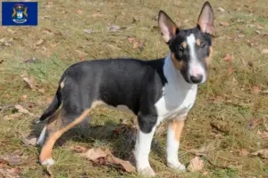 Read more about the article Miniature Bull Terrier breeders and puppies in Michigan
