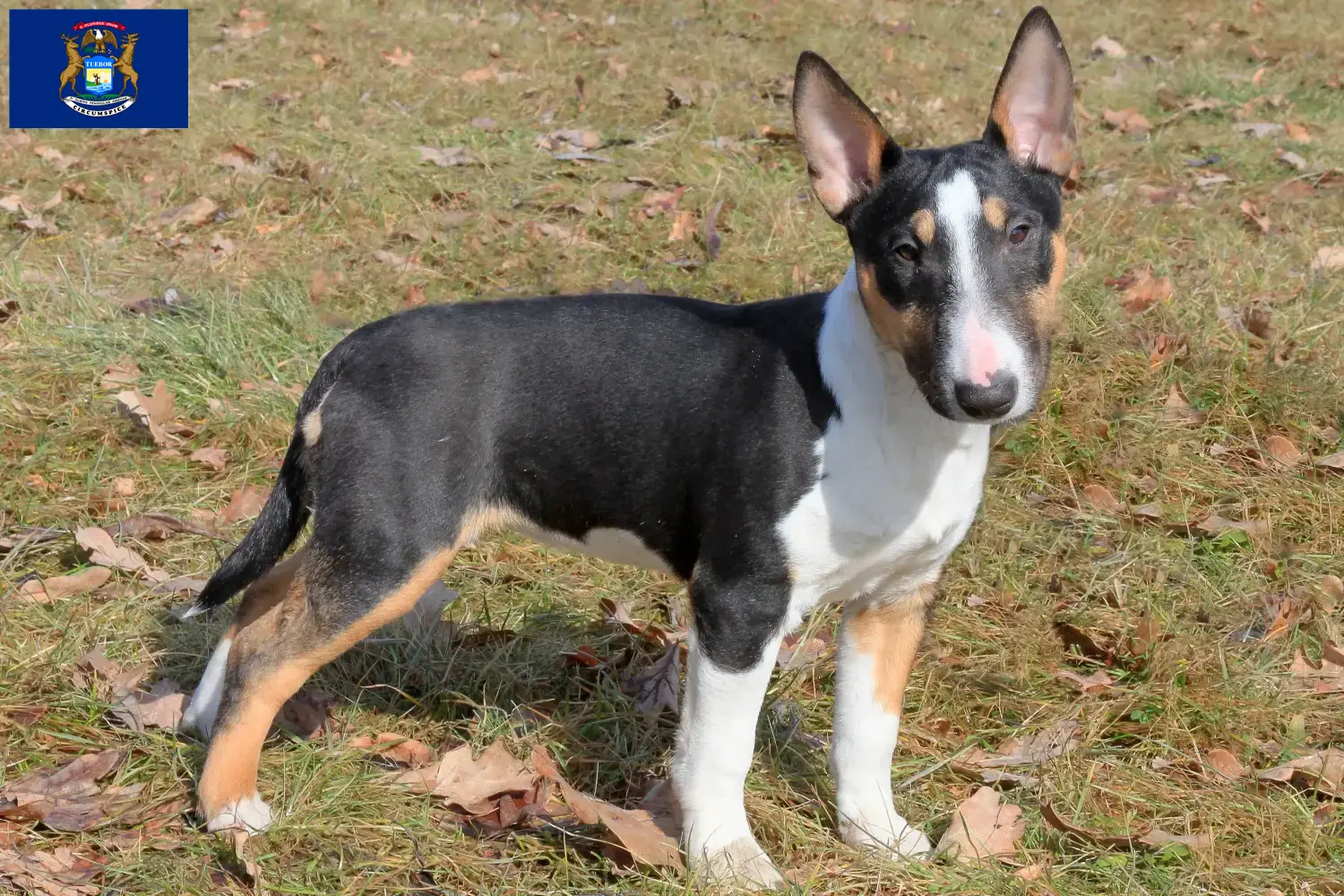 Read more about the article Miniature Bull Terrier breeders and puppies in Michigan