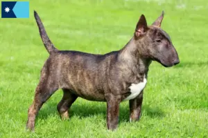 Read more about the article Miniature Bull Terrier breeders and puppies in Minnesota