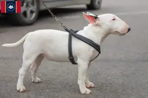 Read more about the article Miniature Bull Terrier Breeders and Puppies in Mississippi