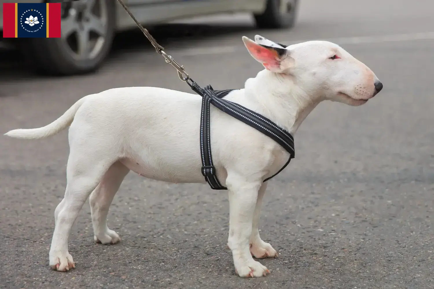 Miniature Bull Terrier puppies and breeders Mississippi Find Miniature Bull Terrier breeders in Mississippi.