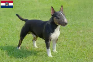 Read more about the article Miniature Bull Terrier breeders and puppies in Missouri