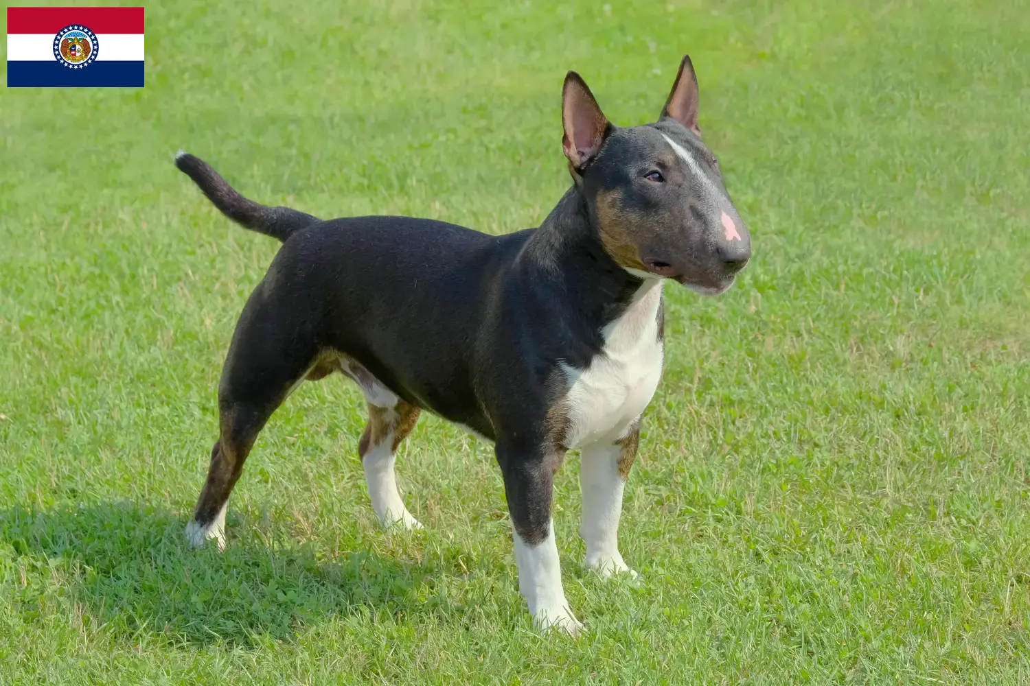 Miniature Bull Terrier puppies and breeders Missouri Find Miniature Bull Terrier breeders in Missouri.
