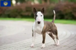 Read more about the article Miniature Bull Terrier breeders and puppies in Nebraska