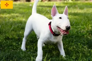 Read more about the article Miniature Bull Terrier Breeders and Puppies in New Mexico