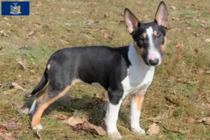 Read more about the article Miniature Bull Terrier breeders and puppies in New York
