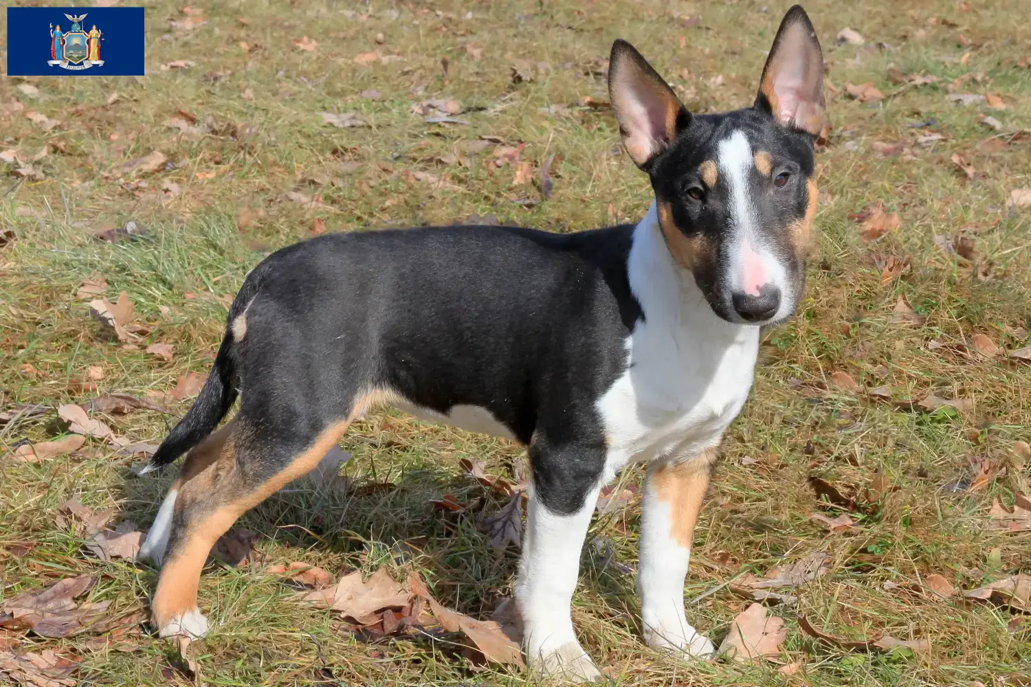 Miniature Bull Terrier puppies and breeders New York Find Miniature Bull Terrier breeders in New York.