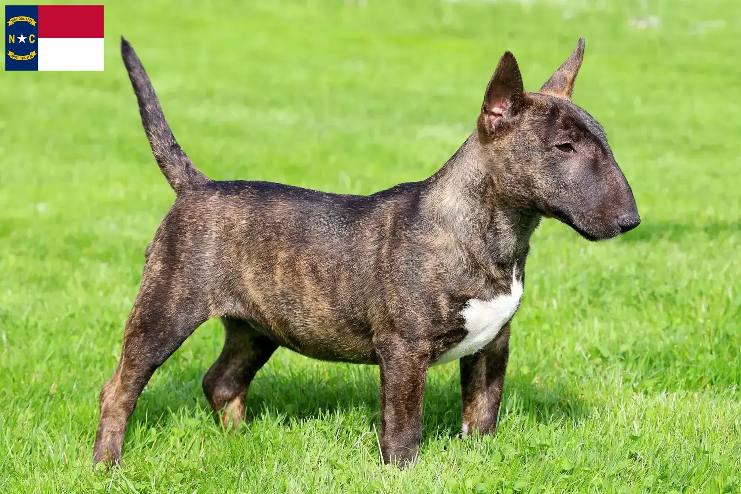 Miniature Bull Terrier puppies and breeders North Carolina Find Miniature Bull Terrier breeders in North Carolina.