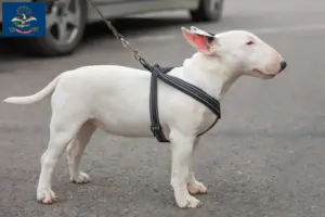 Read more about the article Miniature Bull Terrier Breeders and Puppies in North Dakota