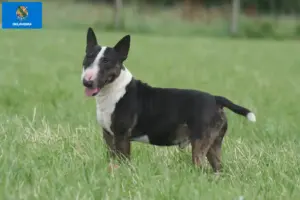 Read more about the article Miniature Bull Terrier breeders and puppies in Oklahoma