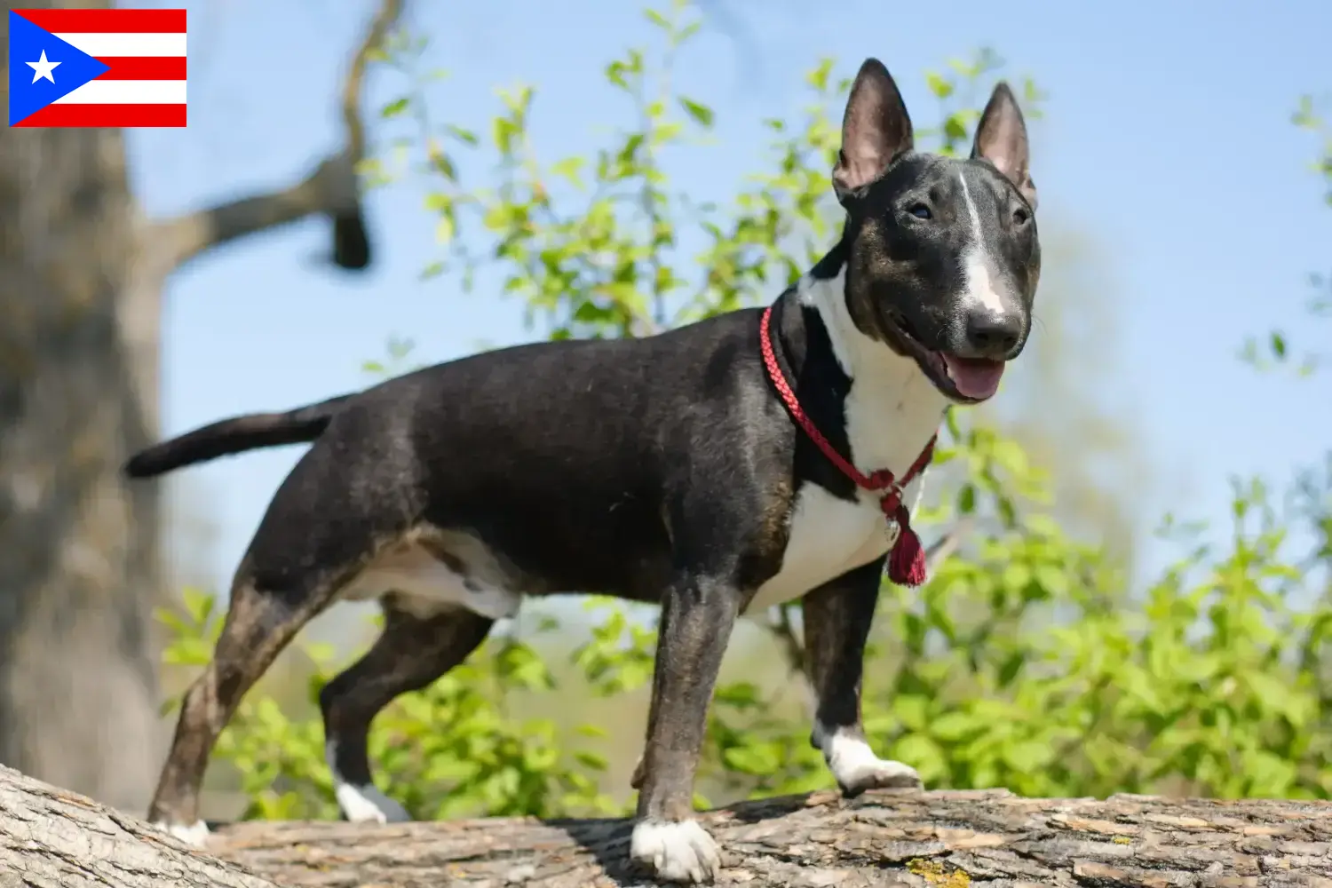 Read more about the article Miniature Bull Terrier breeders and puppies in Puerto Rico