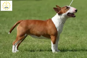 Read more about the article Miniature Bull Terrier Breeders and Puppies in Rhode Island