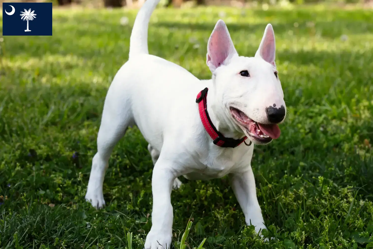 Read more about the article Miniature Bull Terrier Breeders and Puppies in South Carolina