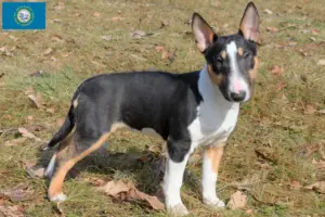 Read more about the article Miniature Bull Terrier Breeders and Puppies in South Dakota