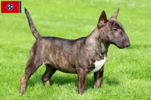 Read more about the article Miniature Bull Terrier breeders and puppies in Tennessee