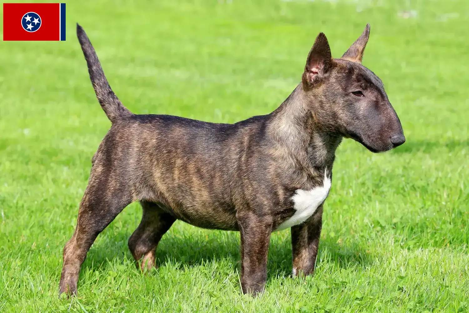 Miniature Bull Terrier puppies and breeders Tennessee Find Miniature Bull Terrier breeders in Tennessee.