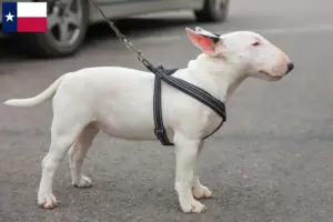 Read more about the article Miniature Bull Terrier breeders and puppies in Texas