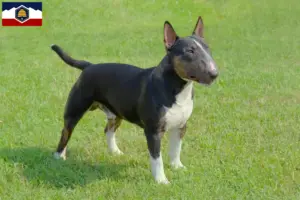 Read more about the article Miniature Bull Terrier breeders and puppies in Utah