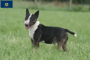 Read more about the article Miniature Bull Terrier breeders and puppies in Vermont