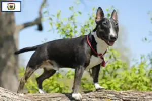 Read more about the article Miniature Bull Terrier breeders and puppies in West Virginia