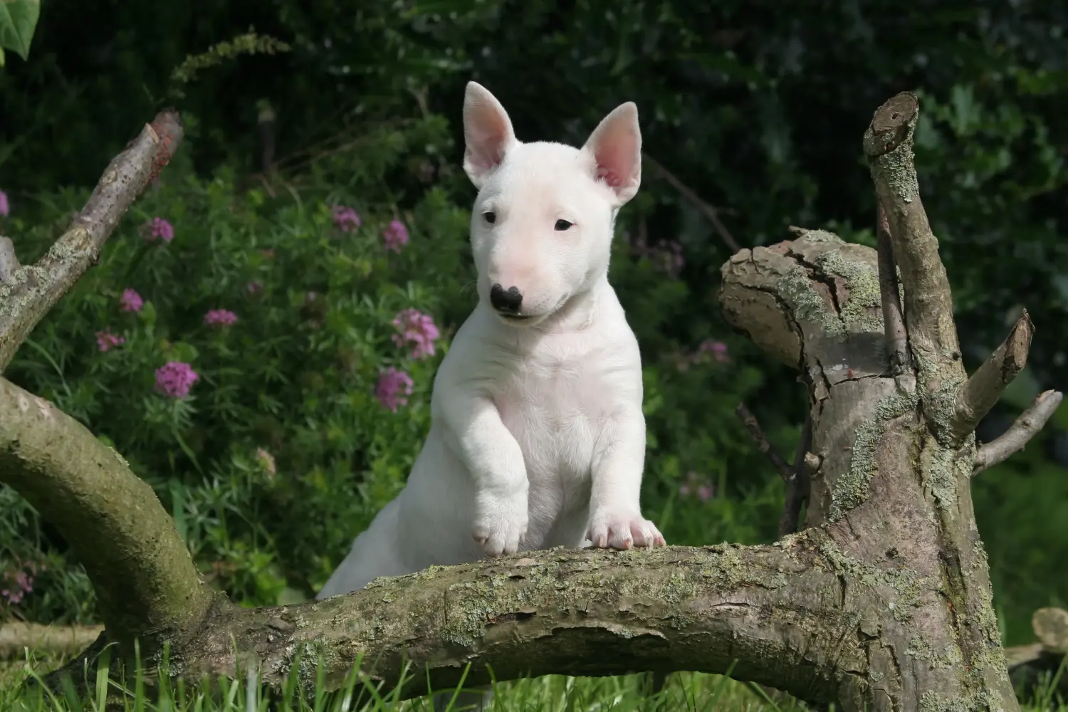 Buying a Miniature Bull Terrier puppy means taking responsibility! Buy Miniature Bull Terrier puppies.