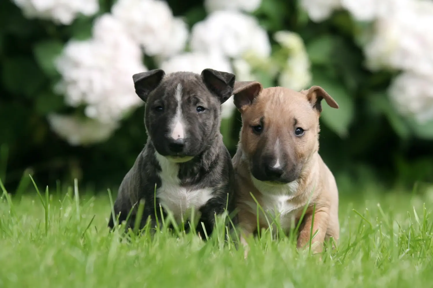Buying a Miniature Bull Terrier puppy means taking responsibility! Buy Miniature Bull Terrier puppies.