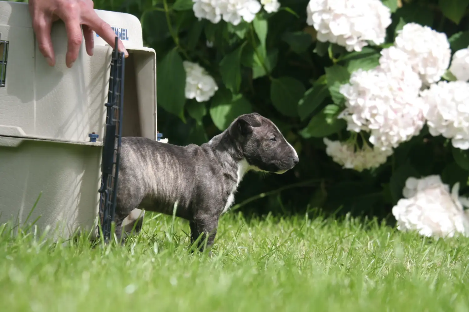 Buying a Miniature Bull Terrier puppy means taking responsibility! Buy Miniature Bull Terrier puppies.