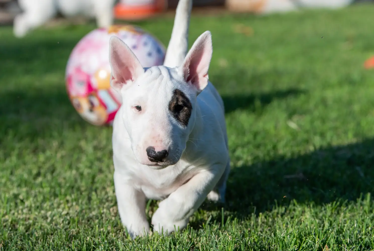 Buying a Miniature Bull Terrier puppy means taking responsibility! Buy Miniature Bull Terrier puppies.
