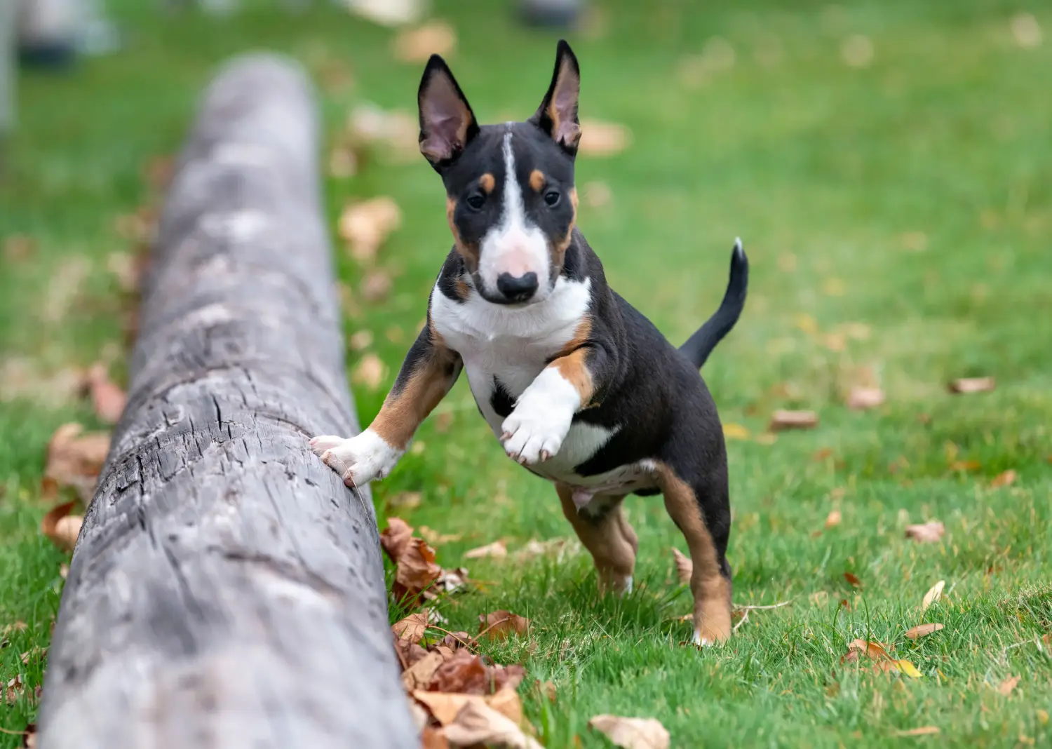 Buying a Miniature Bull Terrier puppy means taking responsibility! Buy Miniature Bull Terrier puppies.