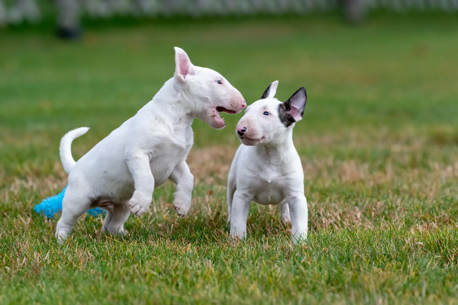 Buying a Miniature Bull Terrier puppy means taking responsibility! Buy Miniature Bull Terrier puppies.