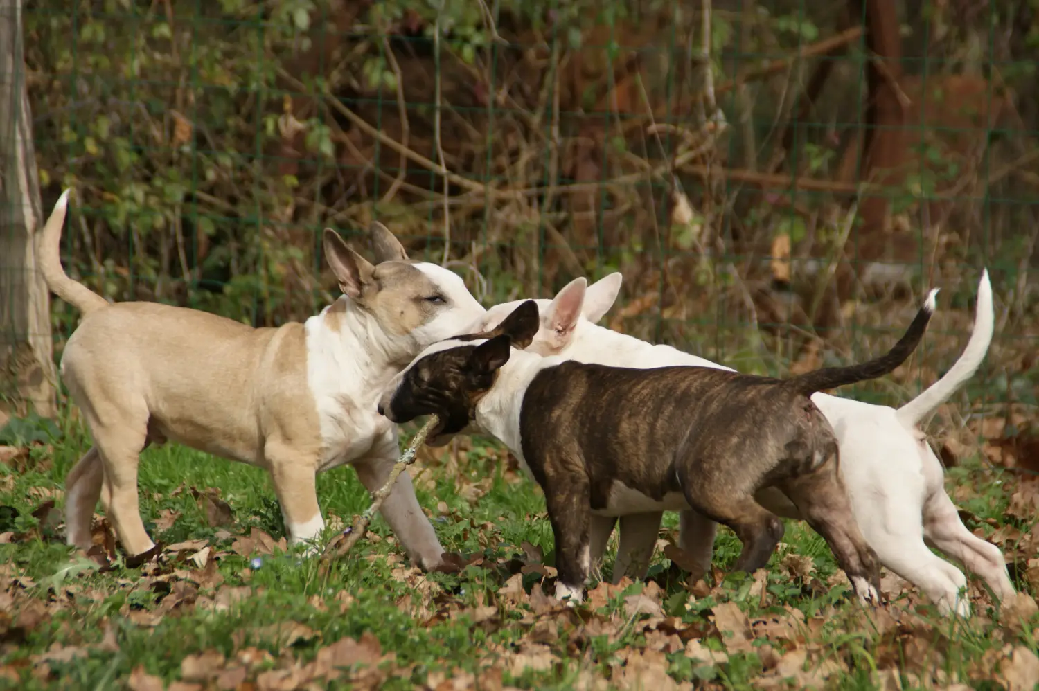 Buying a Miniature Bull Terrier puppy means taking responsibility! Buy Miniature Bull Terrier puppies.