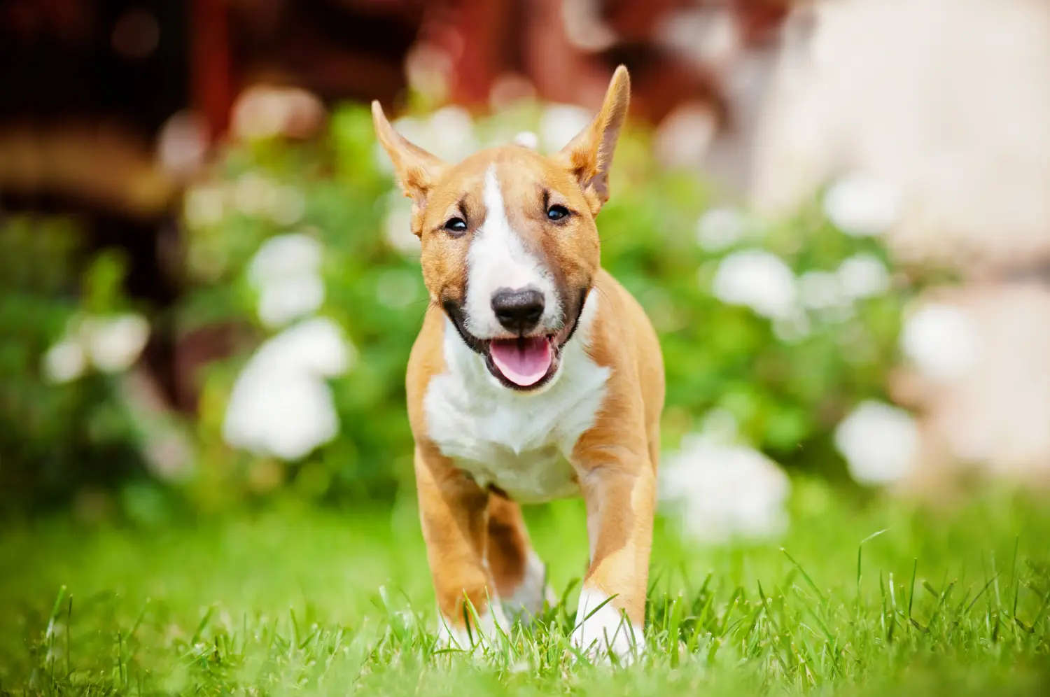 Buying a Miniature Bull Terrier puppy means taking responsibility! Buy Miniature Bull Terrier puppies.