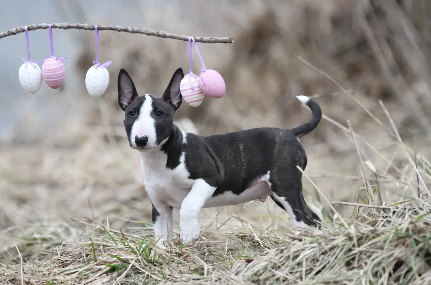 Buying a Miniature Bull Terrier puppy means taking responsibility! Buy Miniature Bull Terrier puppies.
