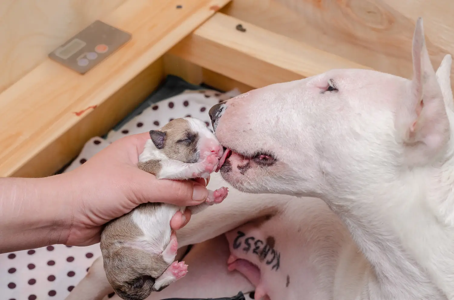 Buying a Miniature Bull Terrier puppy means taking responsibility! Buy Miniature Bull Terrier puppies.