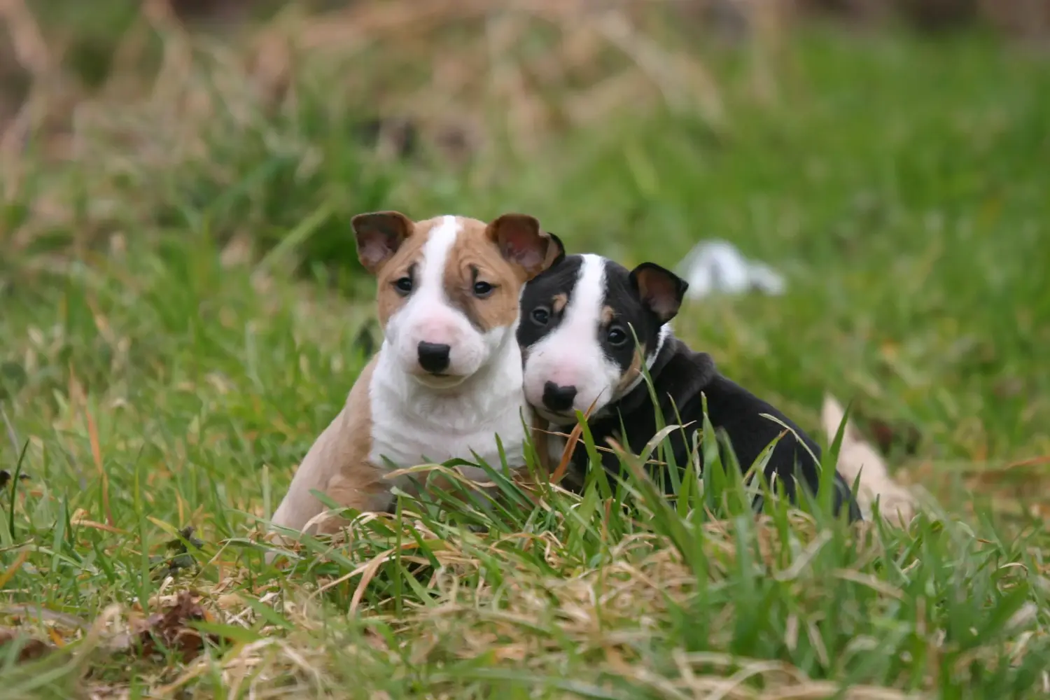 Buying a Miniature Bull Terrier puppy means taking responsibility! Buy Miniature Bull Terrier puppies.