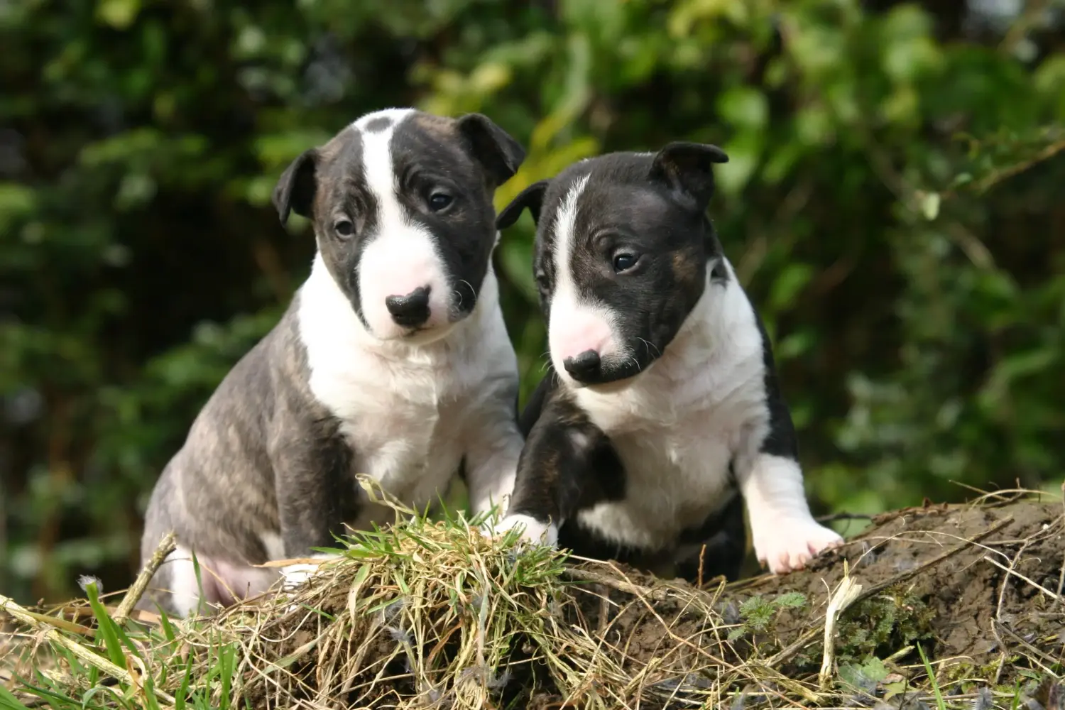 Buying a Miniature Bull Terrier puppy means taking responsibility! Buy Miniature Bull Terrier puppies.