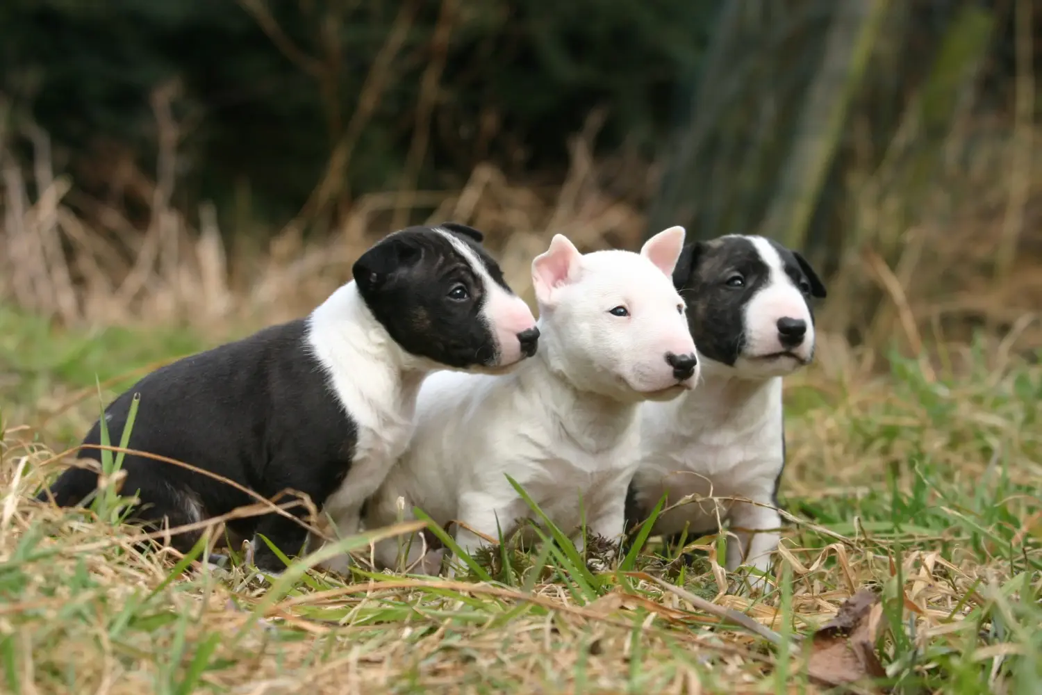 Buying a Miniature Bull Terrier puppy means taking responsibility! Buy Miniature Bull Terrier puppies.
