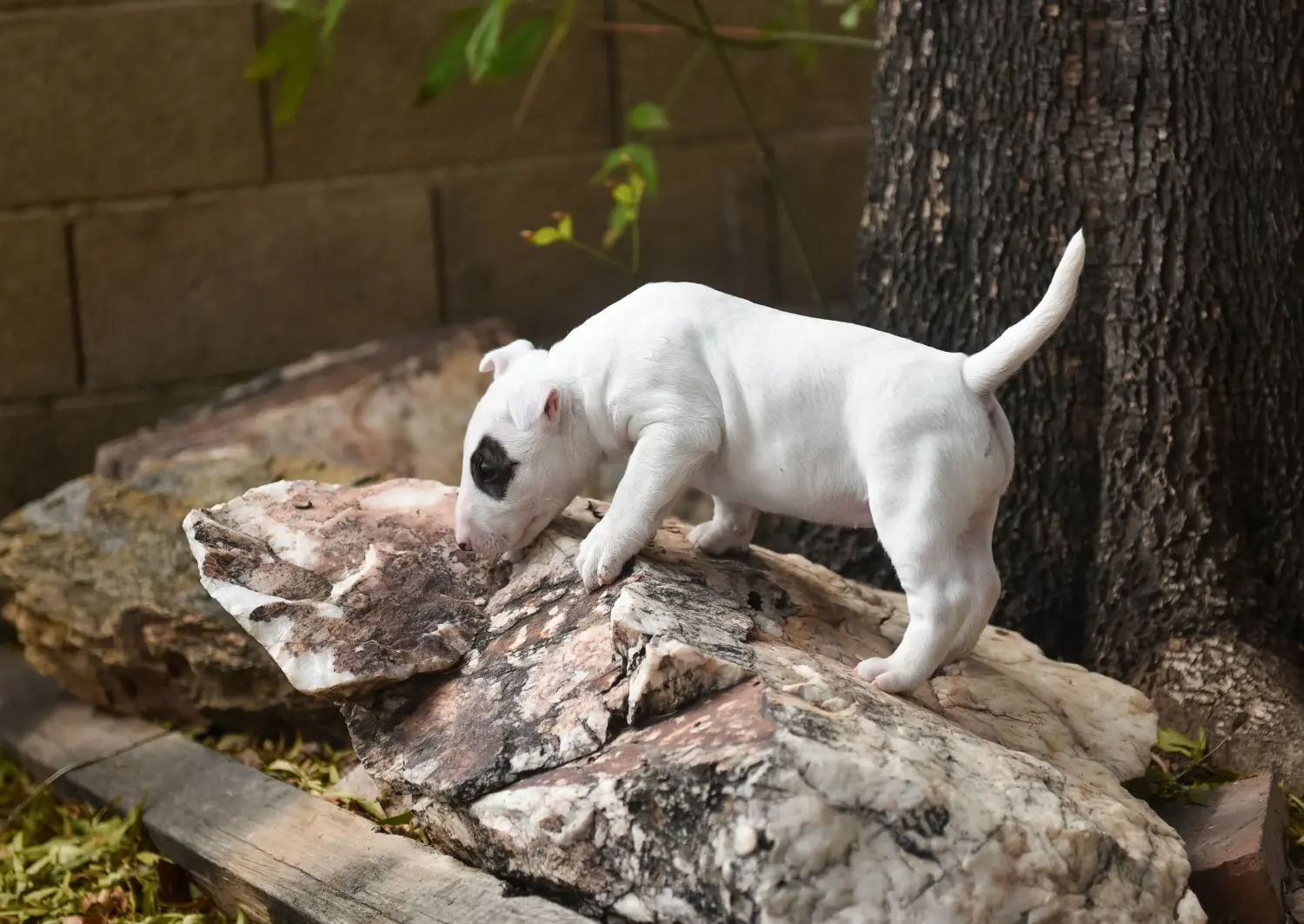 Buying a Miniature Bull Terrier puppy means taking responsibility! Buy Miniature Bull Terrier puppies.